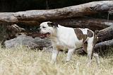 BOULEDOGUE AMERICAIN 081